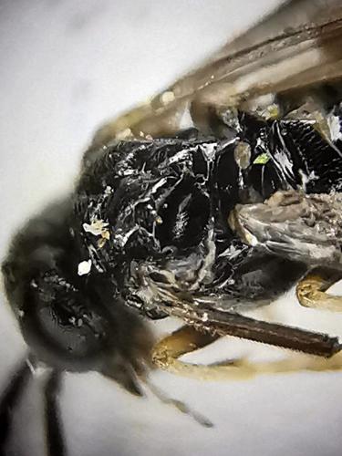 Blennocampinae